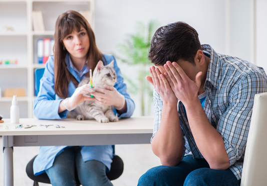 Delivering bad news: Effective communication strategies for discussing cancer diagnosis with owners