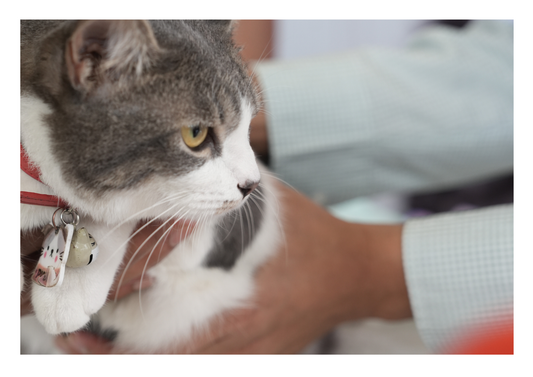The anxious cat: Breaking barriers with Bonqat® (LVS25)