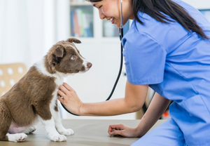 Chronic pancreatitis in dogs: A diagnostic and management challenge