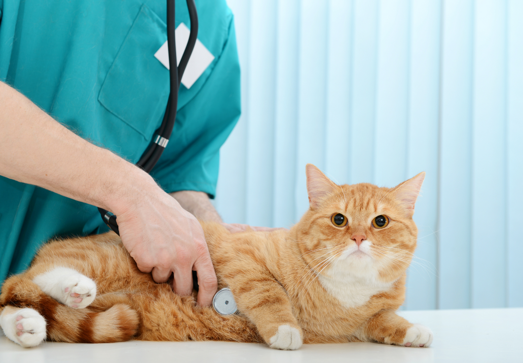 Saving lives: Therapeutic approach to pleural and abdominal effusions in dogs and cats