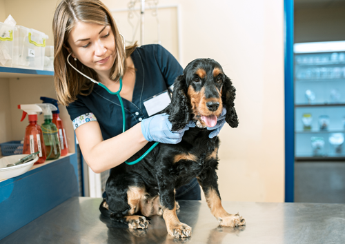 Stem Cell Therapy in dogs – Everything you need to know