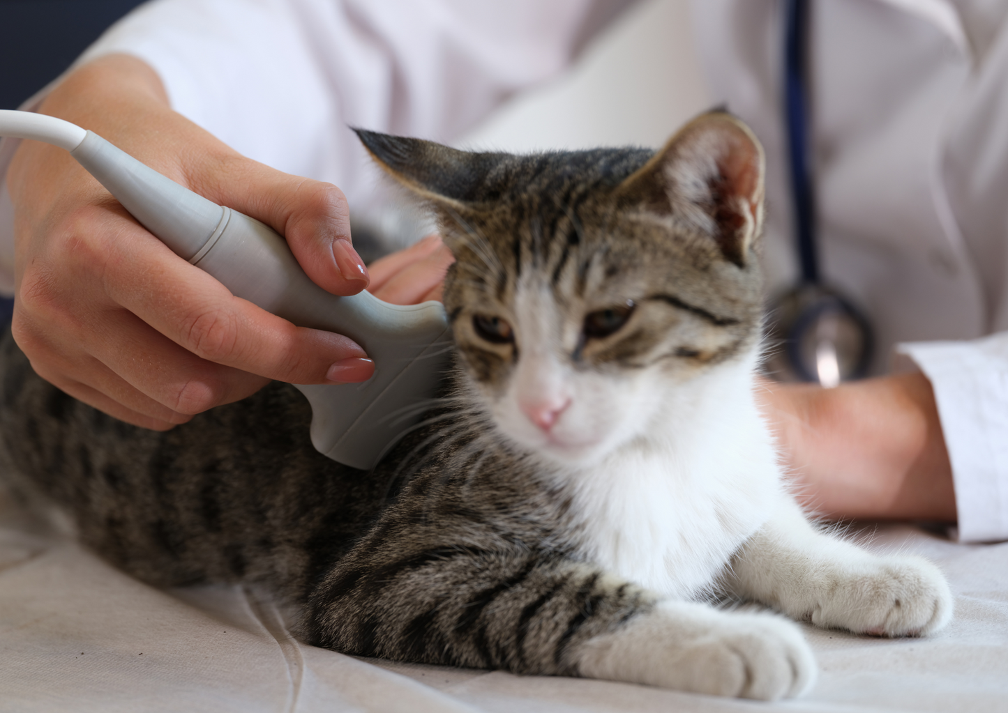 Lymphoma - a review of diagnostics and classification