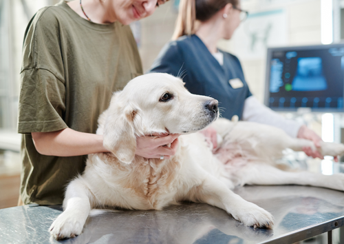 How we shape the future of Veterinary Diagnostic Imaging