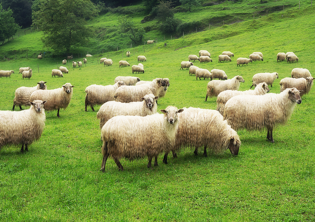 Sustainable flock health planning