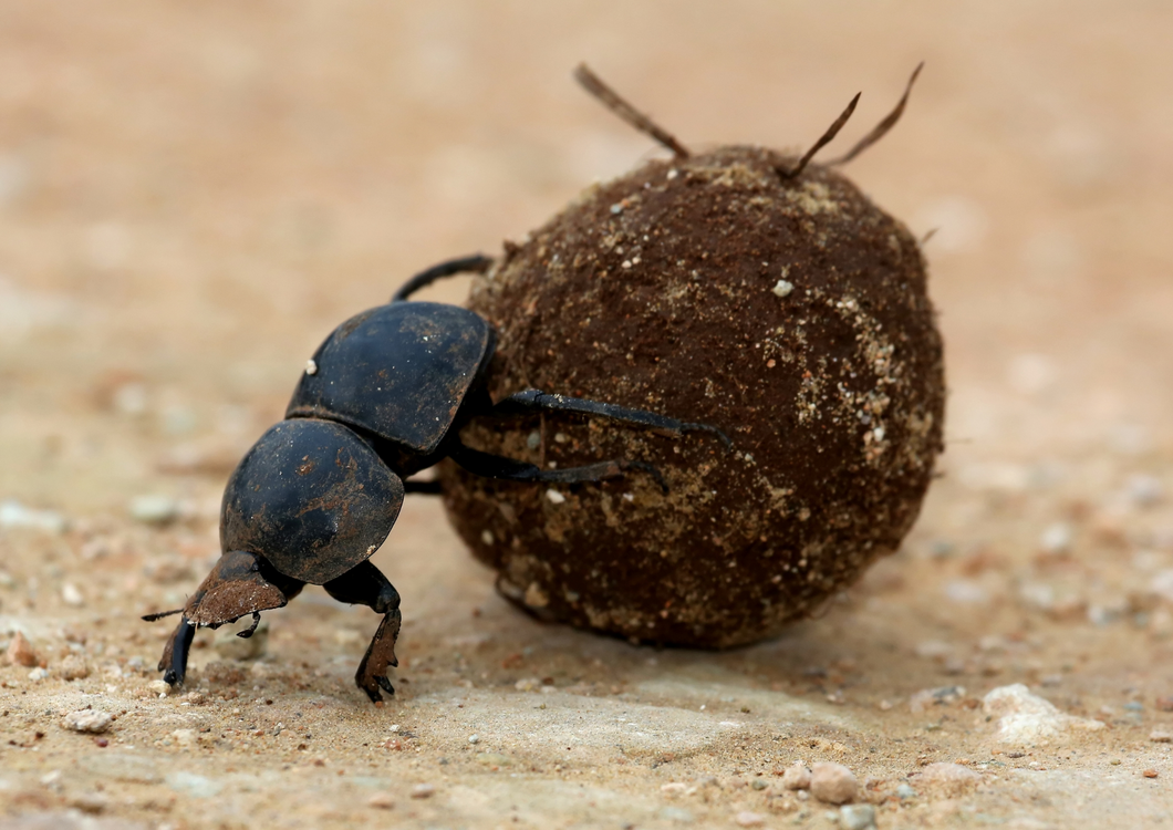 Integrated Parasite Management - Harnessing the power of the Dung Beetle