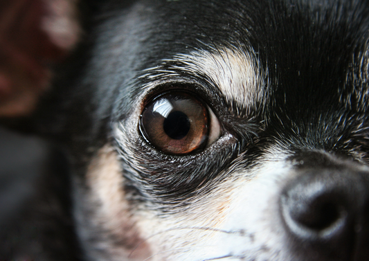 5 Amazing seconds – A new transformative treatment for corneal infections