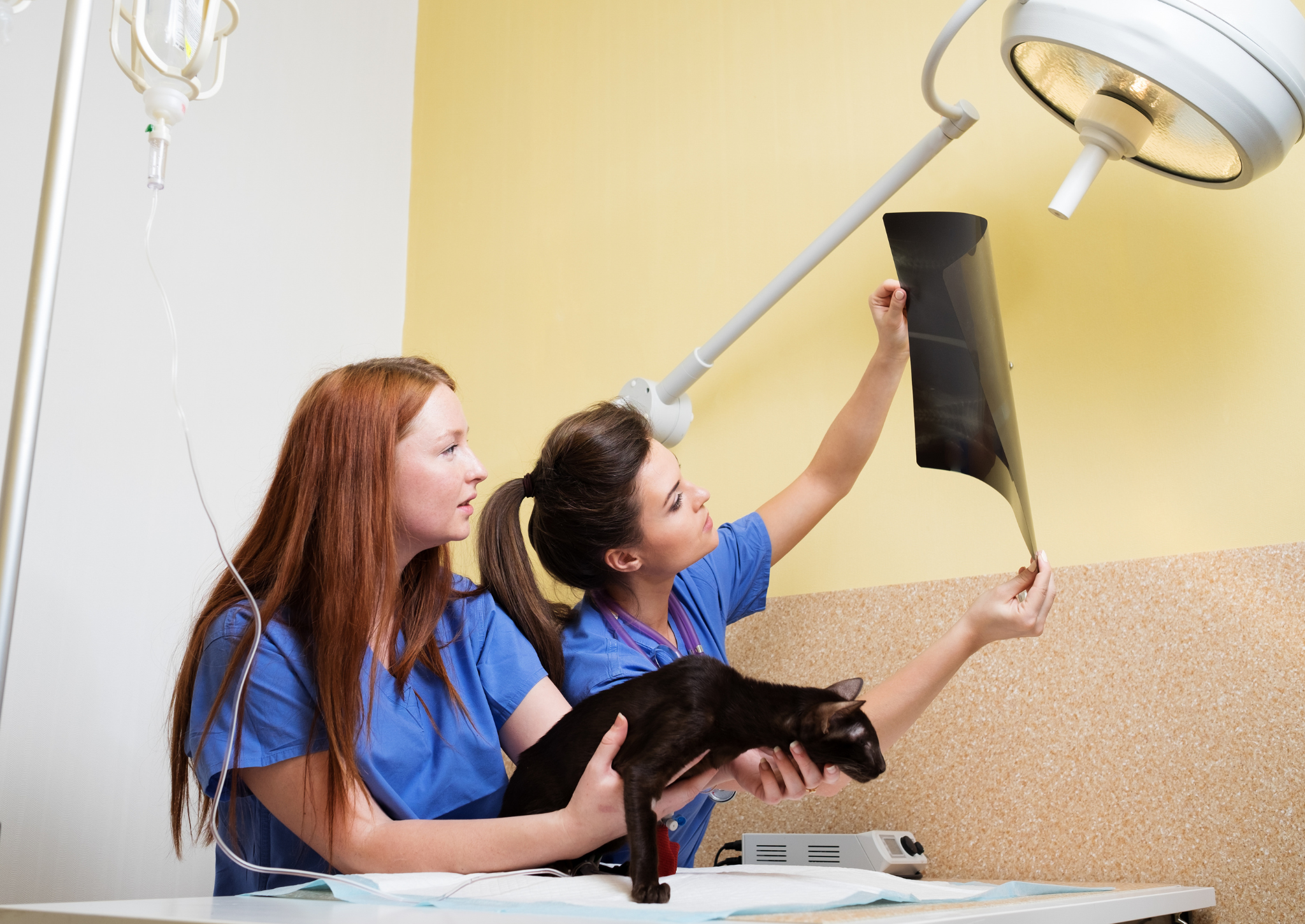 Veterinary extra-mural studies: designing student placements for a bet ...