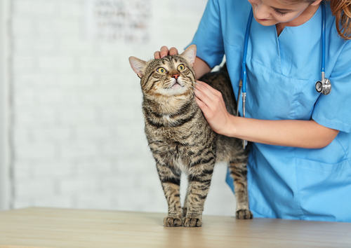 Scoop that poop: problem solving diarrhoea and constipation in cats  (BVA Live 2025)