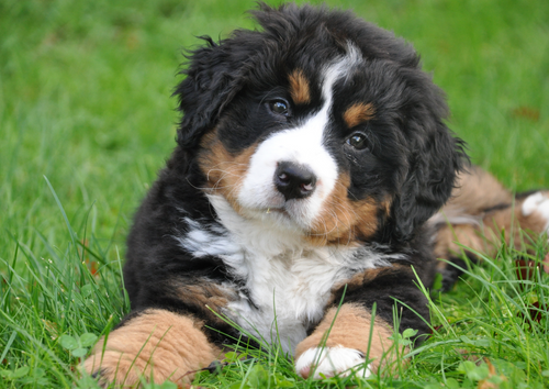 Solving the lame dog… one step at a time  (BVA Live 2025)