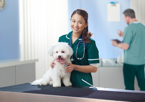 Stay or go? Discharge decisions for emergency cases?  (BVA Live 2025)