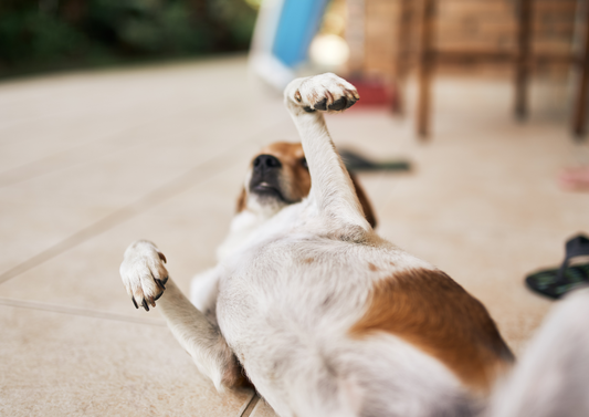 Acute pancreatitis in the canine: Diagnosis and management