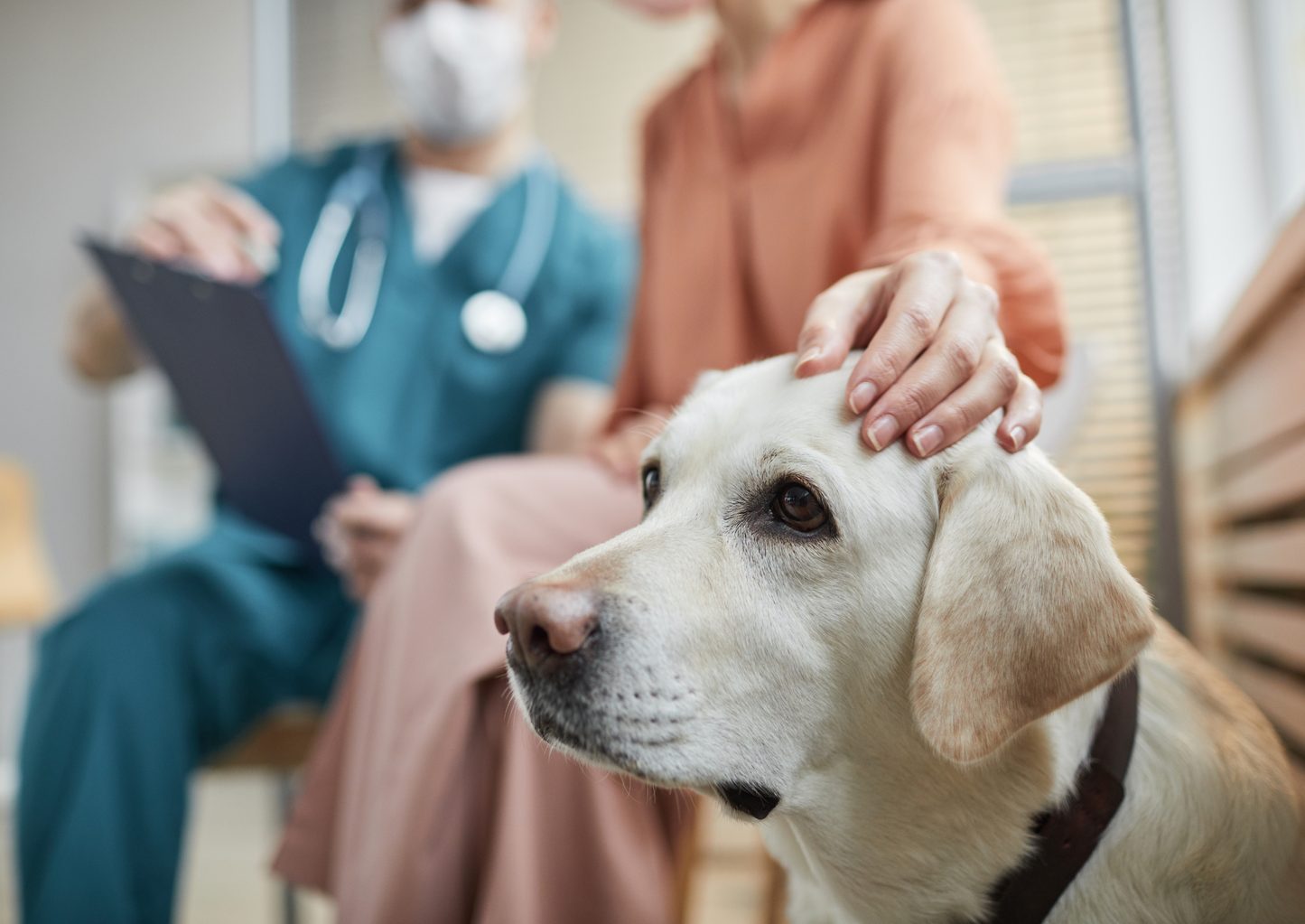 Managing the patient with GDV: Before, during and after surgery