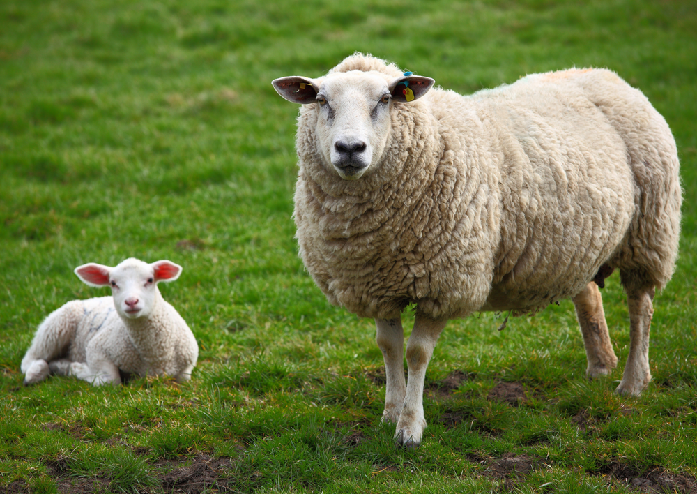 How to deal with small holder's and their sheep? Common issues and solutions!  (BVA Live 2025)