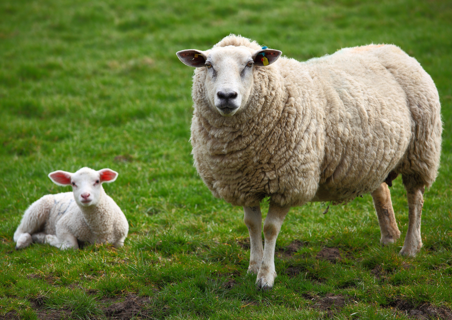 How to deal with small holder's and their sheep? Common issues and solutions!  (BVA Live 2025)