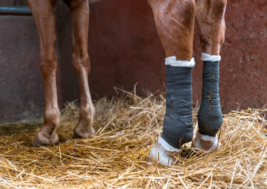 Bent legs, swollen joints and other anomalies in the lame neonatal foal