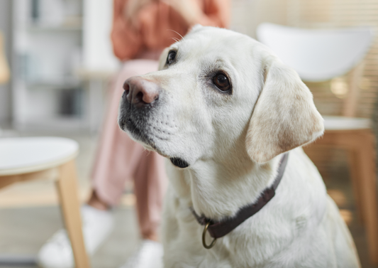 Stem cell therapy in dogs: Everything you need to know