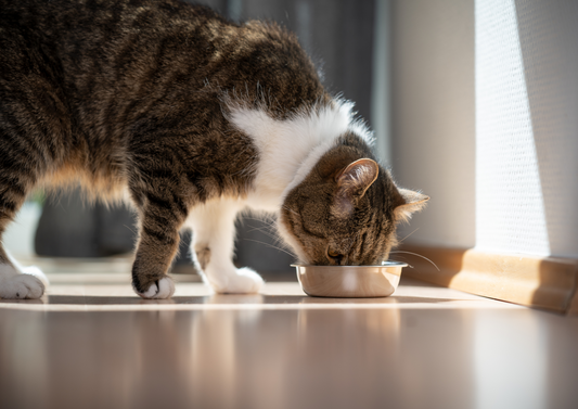 How do we advise clients about feeding their pets?