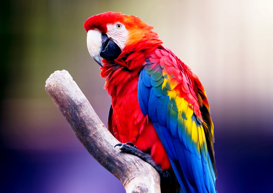 Feather picking parrots getting you in a flap? Exploring medical causes of feather damaging behaviour in captive psittacines