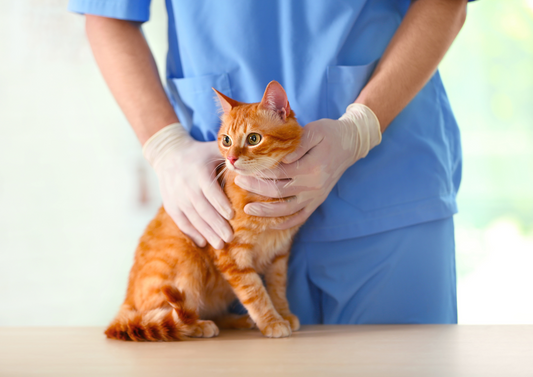 Brain before bladder: Management of Feline Idiopathic Cystitis (LVS 2024)