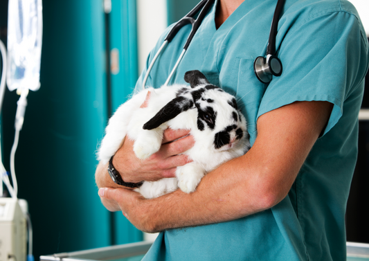 First do no harm: Top tips for improving your rabbit dentals