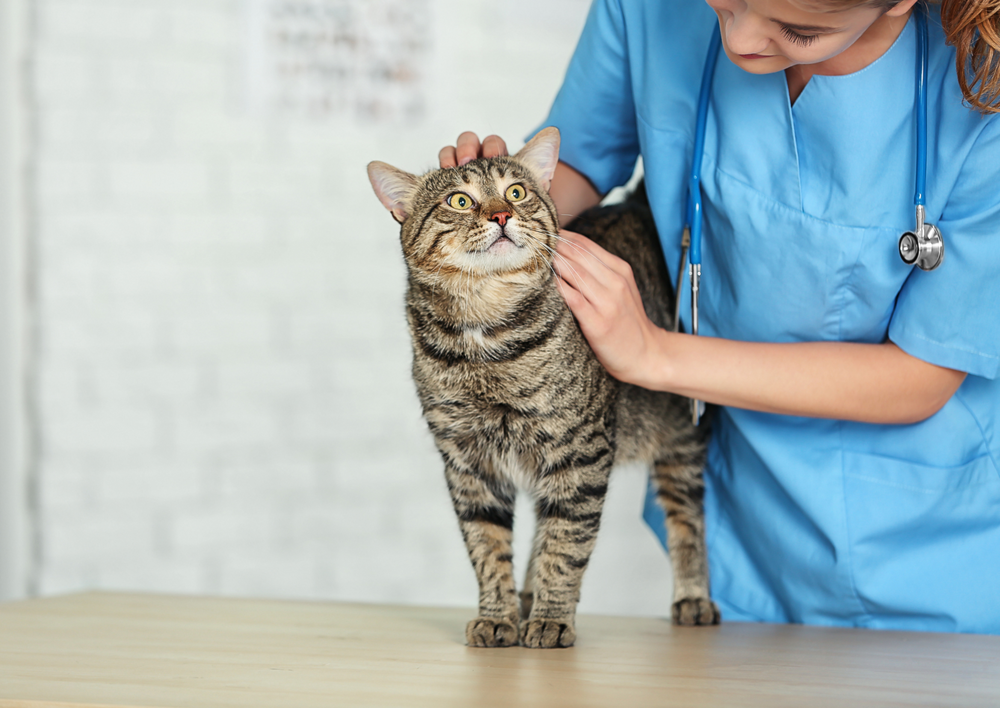 Human directed attacks from cats