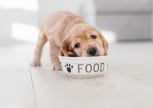 Natural Health Support for Every Dog Every Day