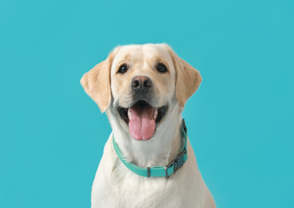 If you're not looking after the emotional wellbeing of animals, you're not practicing best medicine