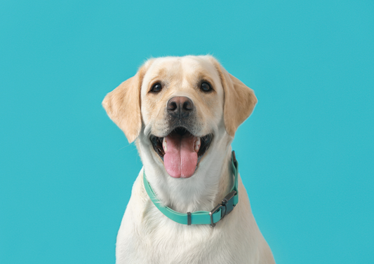If you're not looking after the emotional wellbeing of animals, you're not practicing best medicine