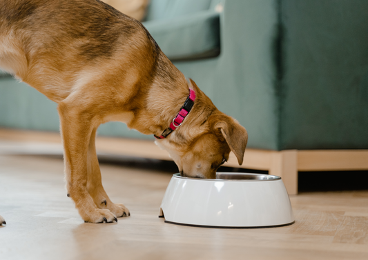 Fussy Eater or Foodie? Oodles of Poodles and Lots of Labs