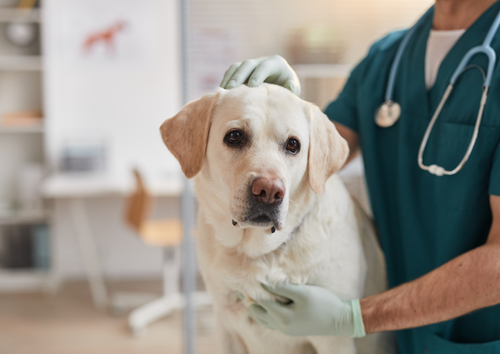 Redefining canine sepsis: Advancing diagnosis and treatment  (BVA Live 2025)