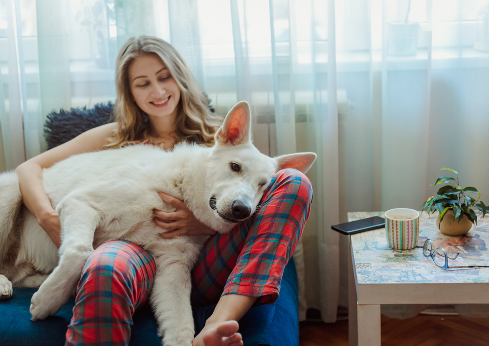 Canine human-directed aggression