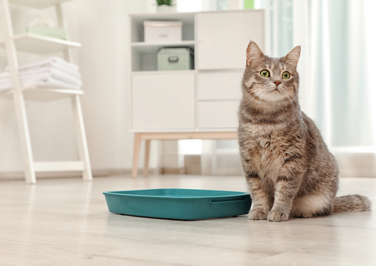 Can’t pee? Don’t panic! Step by step stabilisation of a blocked cat