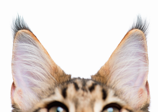 Otitis externa: A practical framework to support antimicrobial stewardship and successful outcomes