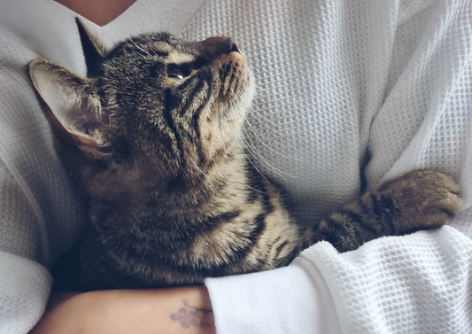 Caring for cats with kidney disease: Use your nurses!