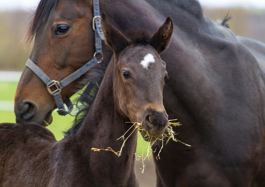 The sick mare after foaling