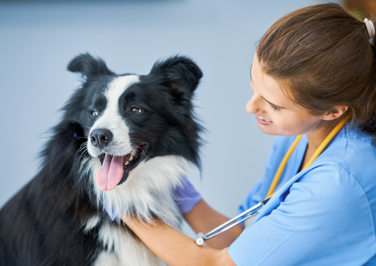 The Team Approach to Chronic Allergic Skin Disease In Dogs: Diagnosis