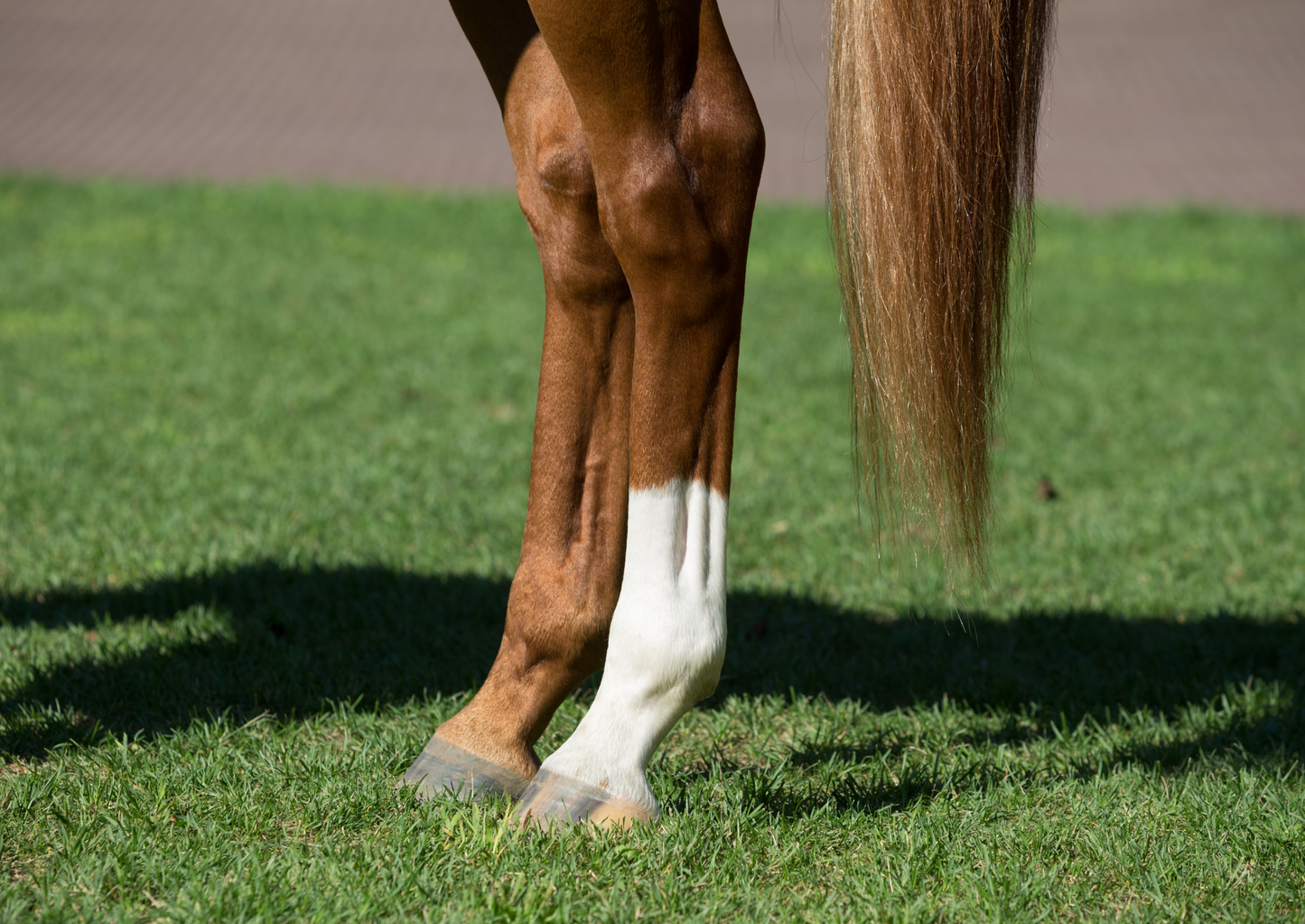 Common orthopaedic conditions of the hindlimb