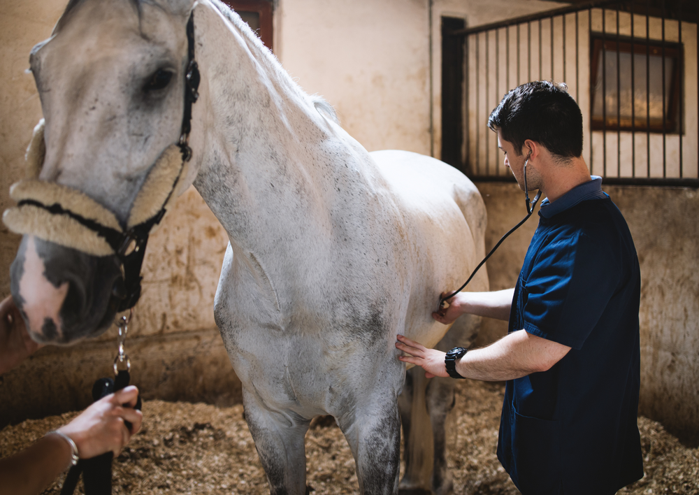 Evidence-based rehabilitation of the competition horse