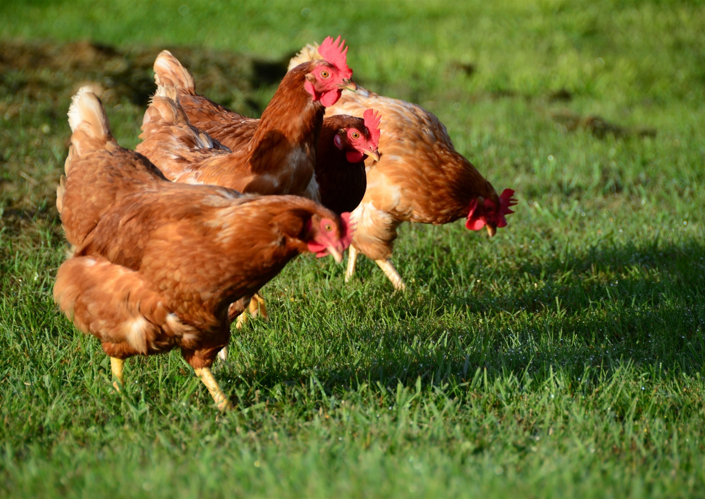 Treating pet dinosaurs: 3R's approach to preventative pet poultry medicine  (BVA Live 2025)