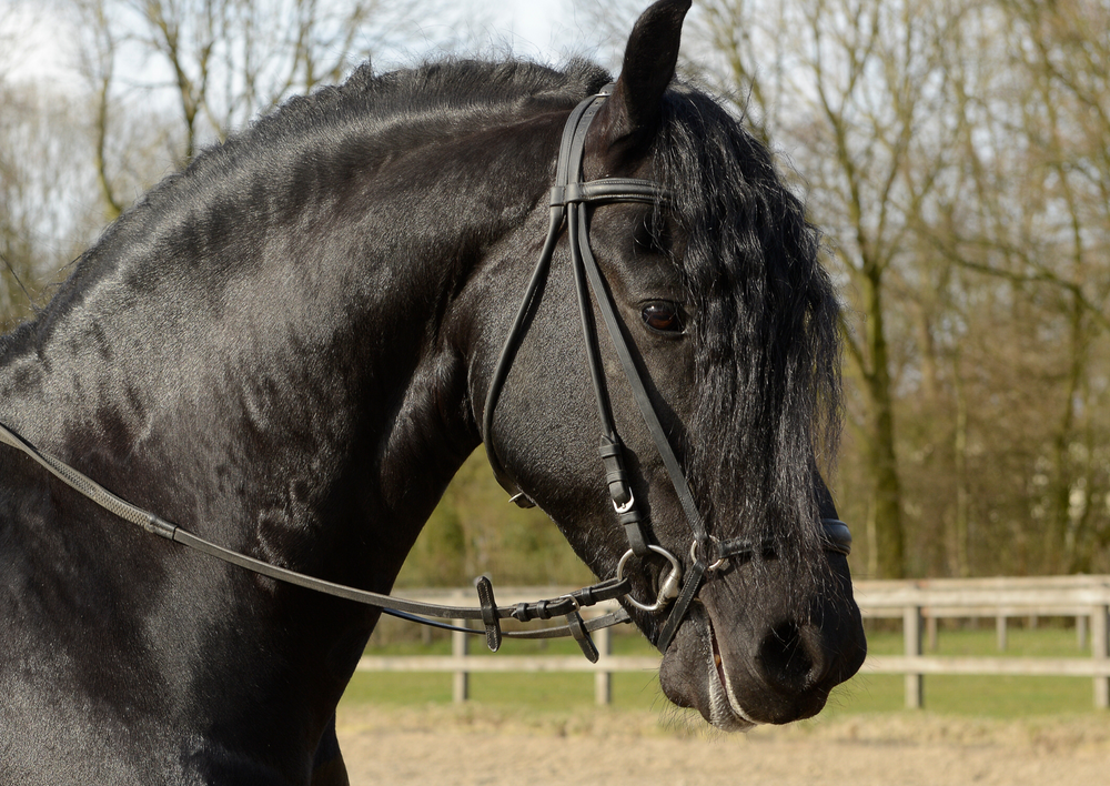 Tracheal wash, BAL or radiographs - is that necessary? Working up a respiratory case