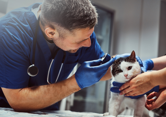 Tricks for tricky ears: Treatment, complications and management of chronic otitis