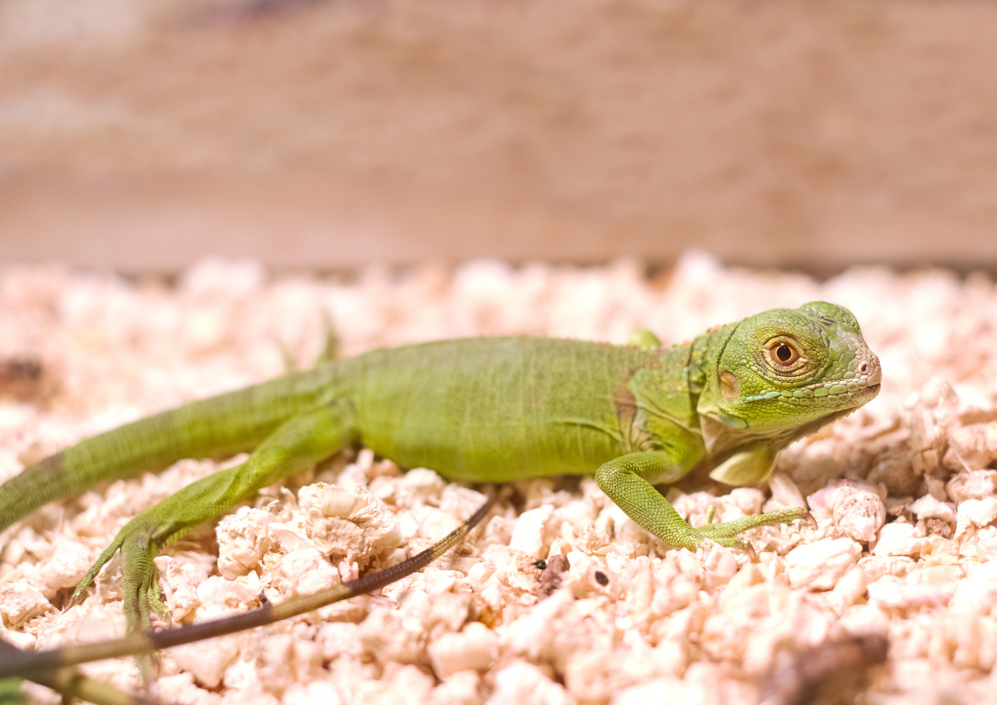 Creating a stress free environment: Designing optimal housing for exotic patients in hospital settings