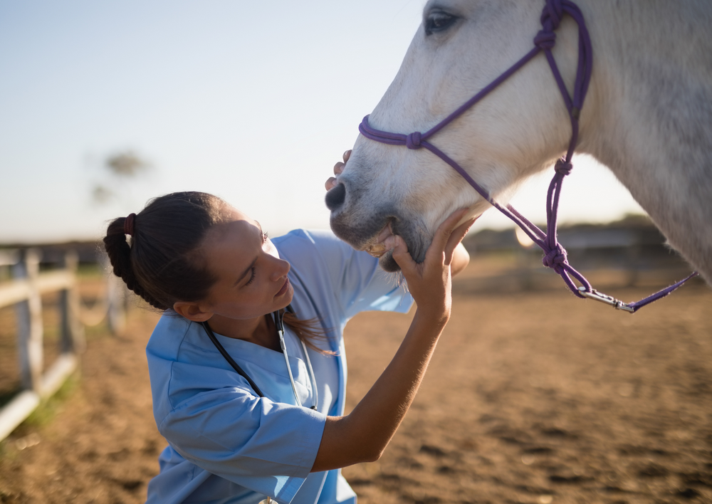 Evidence-based treatment of Equine asthma