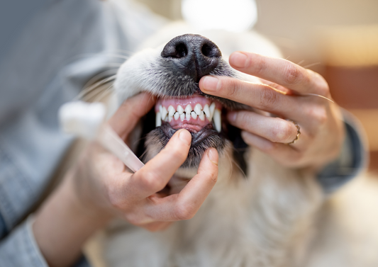 Dental fractures: It's only an incisor