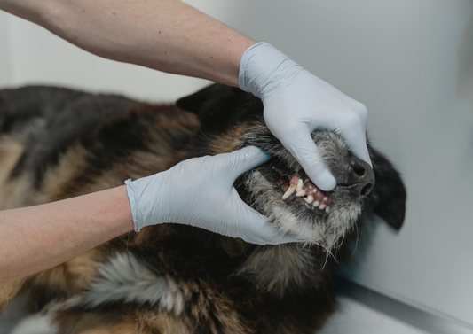 Dentistry for Life: How can we manage owner expectations and set our patients up for a lifetime of good oral health?