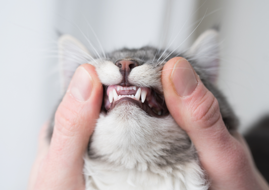 We don’t have (dental) x-ray vision - interactive case-based small animal dentistry