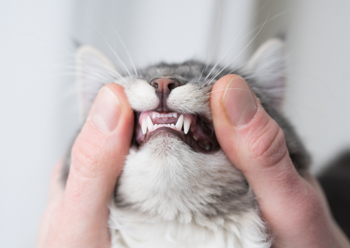 We don’t have (dental) x-ray vision - interactive case-based small animal dentistry
