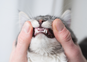 We don’t have (dental) x-ray vision - interactive case-based small animal dentistry