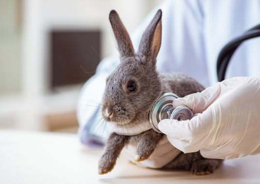 Emergency and Critical Care in Rabbits and Rodents (LVS 2024)