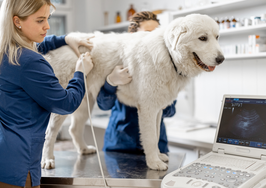 Diagnostic imaging of the urinary tract (LVS 2024)